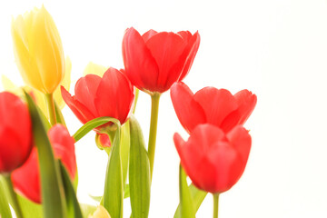 Beautiful red tulips. Fresh spring flowers. Bright floral decoration. Blooming nature. Elegant flower bouquet. Red and yellow tulips. Spring garden beauty. Colorful floral background.
