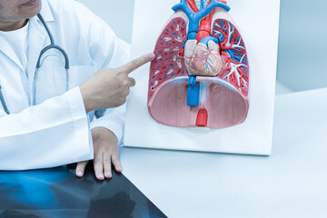 Doctor hand pointing lung and heart anatomy human model on white background.Part of human body model with organ system for health student study in university.Human abdomen model.Medical education.