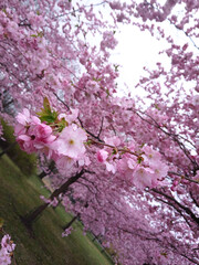 Cherry blossom trees in full bloom during springtime