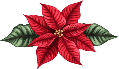 illustration of poinsettia flower