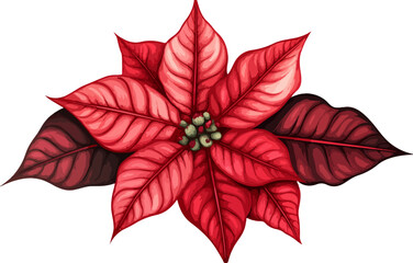 illustration of poinsettia flower