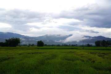 The green rice fields stretch as far as the eye can see. The rice plants sway gently. The mountains towering above the rice fields create a peaceful natural landscape.