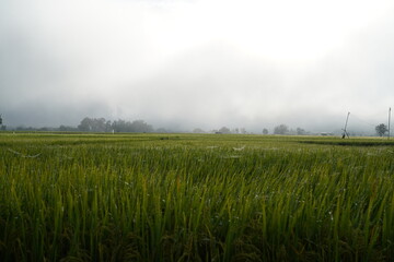The green rice fields stretch as far as the eye can see. The rice plants sway gently. The mountains towering above the rice fields create a peaceful natural landscape.
