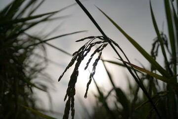 Close-up of rice plant. Featuring green rice stalks and grains. Highlighting the growth and development of rice. Ideal for agricultural and botanical visuals.
