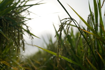 Close-up of rice plant. Featuring green rice stalks and grains. Highlighting the growth and development of rice. Ideal for agricultural and botanical visuals.
