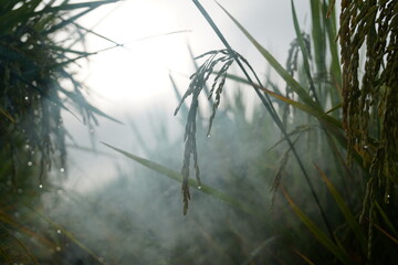 Close-up of rice plant. Featuring green rice stalks and grains. Highlighting the growth and development of rice. Ideal for agricultural and botanical visuals.