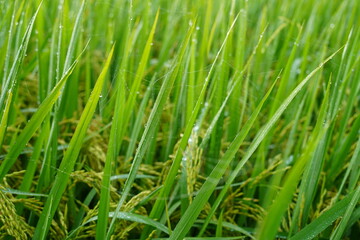 Obraz premium Close-up of rice plant. Featuring green rice stalks and grains. Highlighting the growth and development of rice. Ideal for agricultural and botanical visuals.