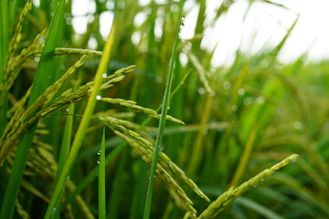 Close-up of rice plant. Featuring green rice stalks and grains. Highlighting the growth and development of rice. Ideal for agricultural and botanical visuals.
