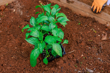 Fresh green pepper plants are being planted in rich soil, showing enthusiasm for gardening during spring season.