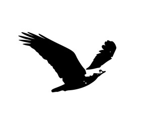 silhouette of a flying eagle