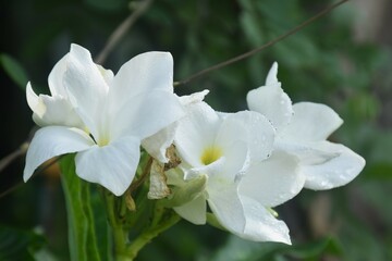 Fototapeta premium Plumeria or temple tree white flower with drop of water blooming in garden