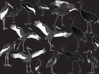 sixteen cranes on black