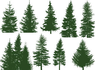 eleven fir silhouettes isolated on white