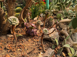 greenhouse with plants