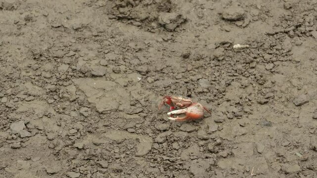 A close-up shot captures a Fiddler Crab Tubuca arcuata on muddy ground, showcasing its unique features.