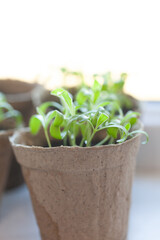 Young plant seedlings sprout from a biodegradable pot, poised for growth in the bright promise of springtime's gentle warmth.