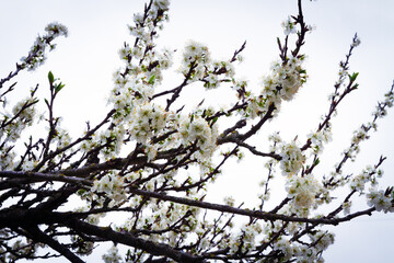 Spring tree branches with white flowers against a bright sky.