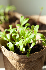 Young sprouts in biodegradable pots bathed in sunlight, promising growth and new beginnings in eco-friendly gardening.