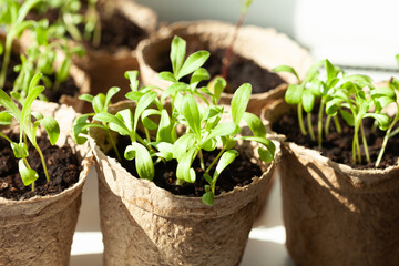 Close-up of vibrant green seedlings sprouting in eco-friendly pots, embodying new beginnings and sustainable gardening practices.