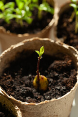 Homegrown Delight: Young plant thriving in a biodegradable pot. A symbol of sustainable living and the joy of nurturing from seed.