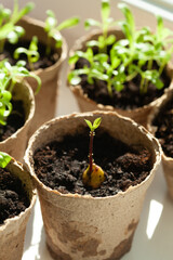 Seedlings sprouting in pots: a close-up of young plant life emerging from the soil, symbolizing growth, nurturing, and new beginnings.