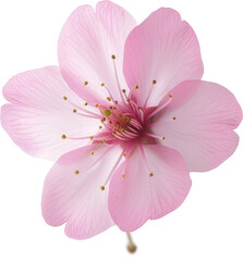 Fototapeta premium Delicate pink cherry blossom flower.