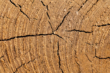Tree trunk close-up showing growth rings and cracks
