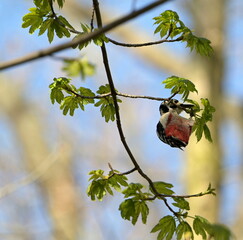 Great spotted woodpecker, Dendrocopos major
