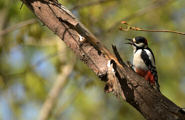 Great spotted woodpecker, Dendrocopos major