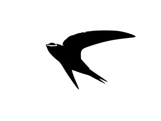 vector illustration of a bird