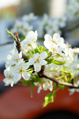 Close-up capturing the delicate beauty of white blossoms clustered on a branch, illuminated by soft, natural light, symbolizing springtime.