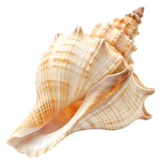 Obraz premium Close up of a large seashell with intricate details.