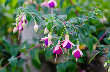 Bright fuchsia flowers hang gracefully in a landscaped garden, showcasing delicate pink and purple...