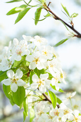Close-up showcases the delicate beauty of white blossoms and fresh green leaves, symbolizing...
