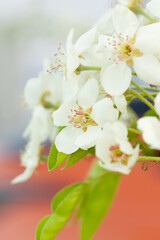 Delicate white blossoms with pink-tinged stamens and vibrant green leaves capture the essence of spring's renewal and natural beauty.
