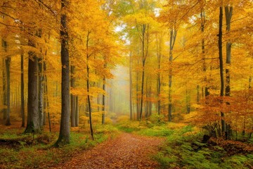 Obraz premium Autumn Forest Path