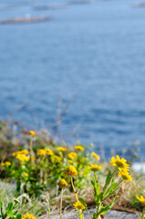 Vivid yellow wildflowers bloom on a rocky coastal cliff overlooking the tranquil blue sea, evoking a sense of summer serenity and fresh coastal nature.