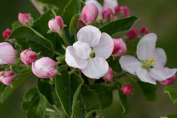 Close-up of apple blossoms with delicate white petals surrounded by pink buds and vibrant green leaves.