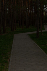 A dim, winding path meanders through a dense forest, lined with tall trees casting shadows across the stone walkway.