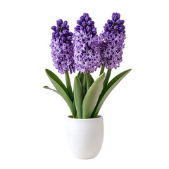 Fototapeta premium Isolated in a pot, a bunch of pink hyacinth and purple lilac flowers bloom, showcasing their spring beauty