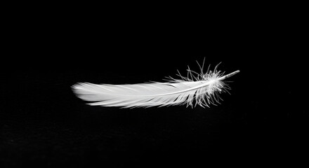 A Delicate White Feather Resting Gently Against a Striking Black Backdrop