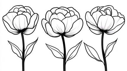 Elegant line art peony flowers (1)