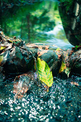 小川を流れる葉