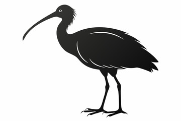 Obraz premium ibis sihouette black vector