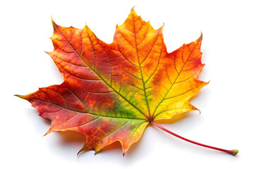 Fototapeta premium colorful autumn leaf image isolated on white