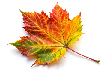Fototapeta premium colorful autumn leaf image isolated on white background