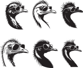 Emu black and white birds