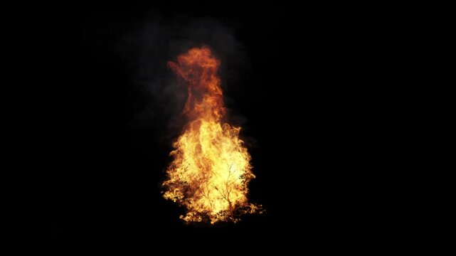Burning bush tree on transparent background
3d rendering with alpha channel of fire simulation (the background is transparent)
