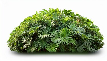 green jungle bush isolated on white background