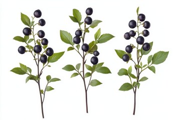 Three sprigs of dark berries with leaves